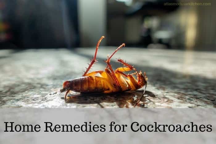 Best home remedies for cockroaches